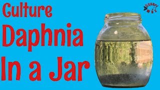 How to Culture Daphnia in a Jar [upl. by Ambie]