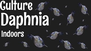 How to Culture Daphnia [upl. by Kcirrad]