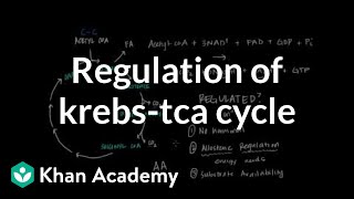 Regulation of Krebs  Citric Acid Cycle [upl. by Anivel670]