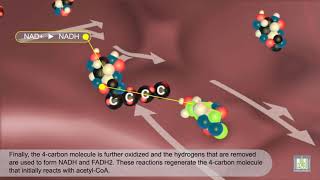 Krebs Cycle  animated [upl. by Maller5]