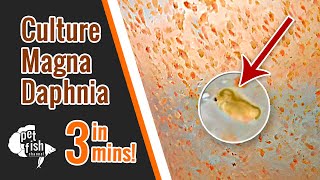 How to culture DAPHNIA MAGNA  The easy way [upl. by Gussman515]