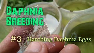 Daphnia Culture made simple and easy 3  Hatching Daphnia eggs [upl. by Ettenirt]