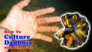 How to Culture Daphnia with ZERO Cost  Unlimited Live Food For Our Fish [upl. by Ayamat]