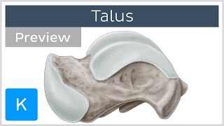 Talus Bone Articulations and Landmarks preview  Human Anatomy  Kenhub [upl. by Nomde]