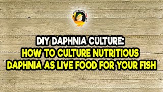 DIY Daphnia Culture How to Culture Nutritious Daphnia as Live Food for Your Fish [upl. by Oderf452]