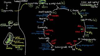 BIOCHEM 43  Krebs Cycle Citric Acid Cycle [upl. by Drake]