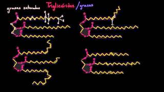 Grasas saturadas grasas insaturadas y grasas trans  Biología  Khan Academy en Español [upl. by Shayla]