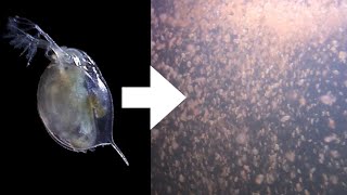 How I Culture Daphnia [upl. by Tyne943]