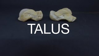 TALUS [upl. by Conchita]