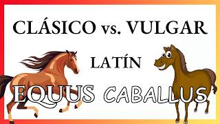 VOCABULARIO del latín CLÁSICO y VULGAR diferencias EvoluciónEspañol [upl. by Lamej]