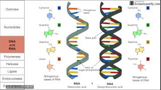 Introduction to nucleic acids [upl. by Zsa]