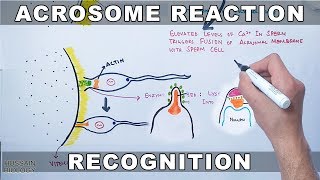 Acrosome Reaction in Sea Urchin [upl. by Adyahs]