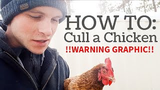 how to CULL a sick chicken [upl. by Jaclin]