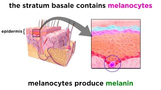 The Integumentary System [upl. by Latsryc790]