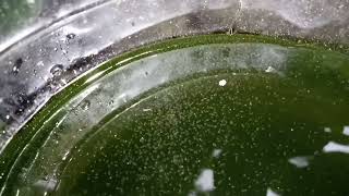 DAPHNIA MOINA CULTURE IN A SMALL BUCKET [upl. by Dardani]