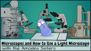 Microscopes and How to Use a Light Microscope [upl. by Clemen753]