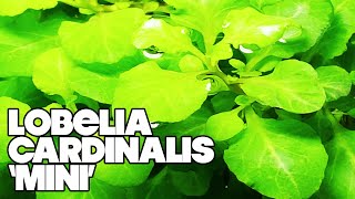 Lobelia Cardinalis Mini  3 Gallon Planted Tank [upl. by Erdnaek]