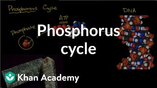 Phosphorous cycle  Ecology  Khan Academy [upl. by Leinad]