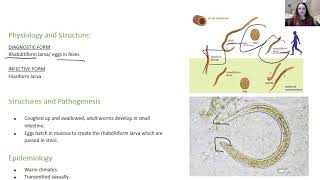 Strongyloides stercoralis [upl. by Aniraz]