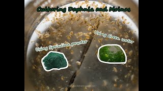 How To Culture Daphnia and Moinas using Green Water Spirulina powder [upl. by Ardnoyek71]