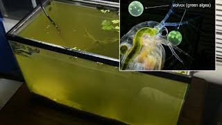 Raising Daphnia for the Freshwater Aquarium [upl. by Sarene]