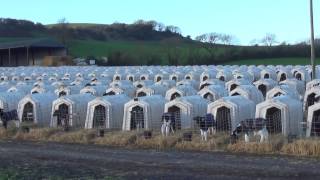 UK dairy farm investigation 2017 [upl. by Lars]