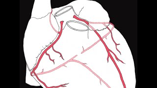 Coronary circulation of the heart [upl. by Ilse]