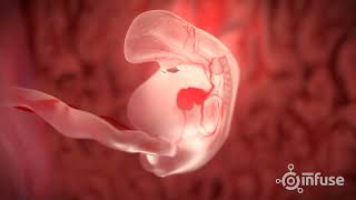 Fetal Development 3D Animation  Infuse Medical [upl. by Silvio717]