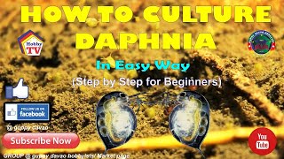 HOW TO CULTURE DAPHNIA In Easy Way [upl. by Beaner]