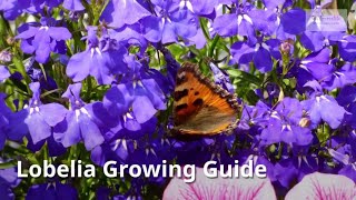 Lobelia Growing Guide Cardinal flower by GardenersHQ [upl. by Wareing]