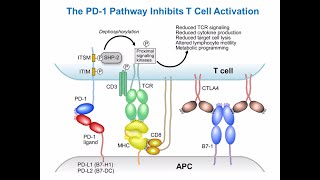 Targeting Cancer Pathways Understanding Immune Checkpoints [upl. by Lonny]