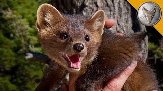 The Pine Marten is Natures Most Adorable Assassin [upl. by Fidellas]